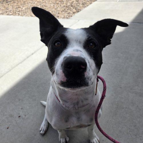 Enlarge Sammy, a Adoptable mixed breed in Grand Junction, CO image 2/5