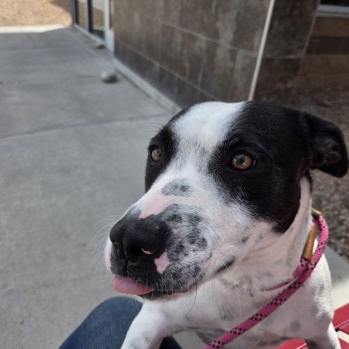 Enlarge Sammy, a Adoptable mixed breed in Grand Junction, CO image 3/5