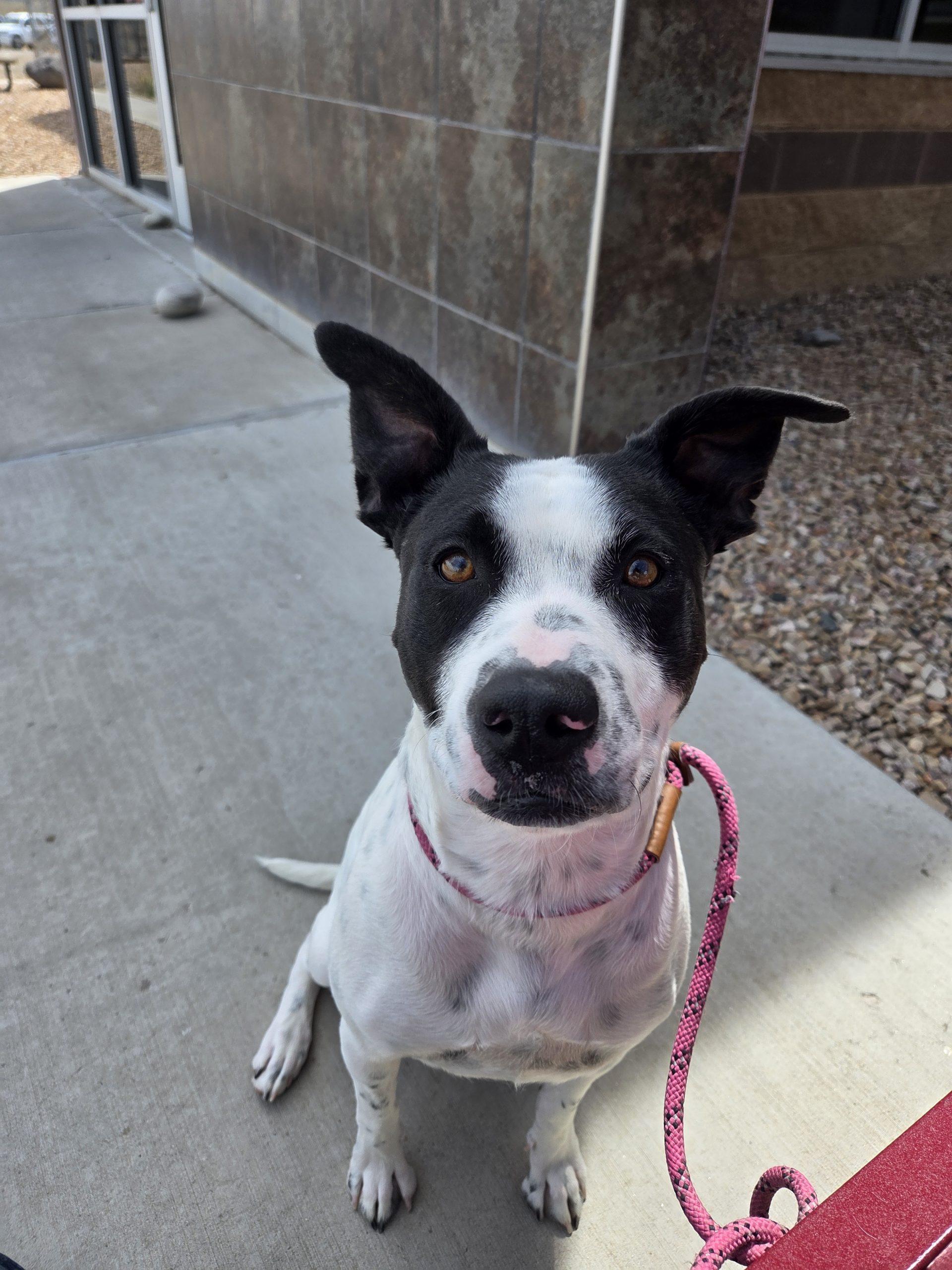 Enlarge Sammy, a Adoptable mixed breed in Grand Junction, CO image 4/5