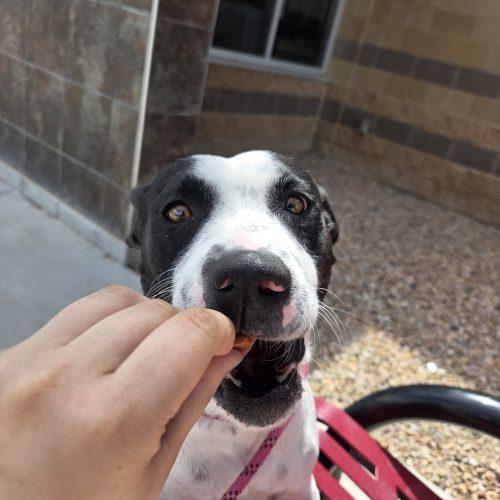 Enlarge Sammy, a Adoptable mixed breed in Grand Junction, CO image 5/5