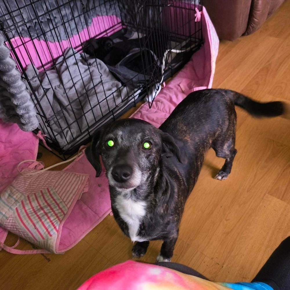 Nature Crew : River, Adopted, Puppy Male Plott Hound & Dachshund.