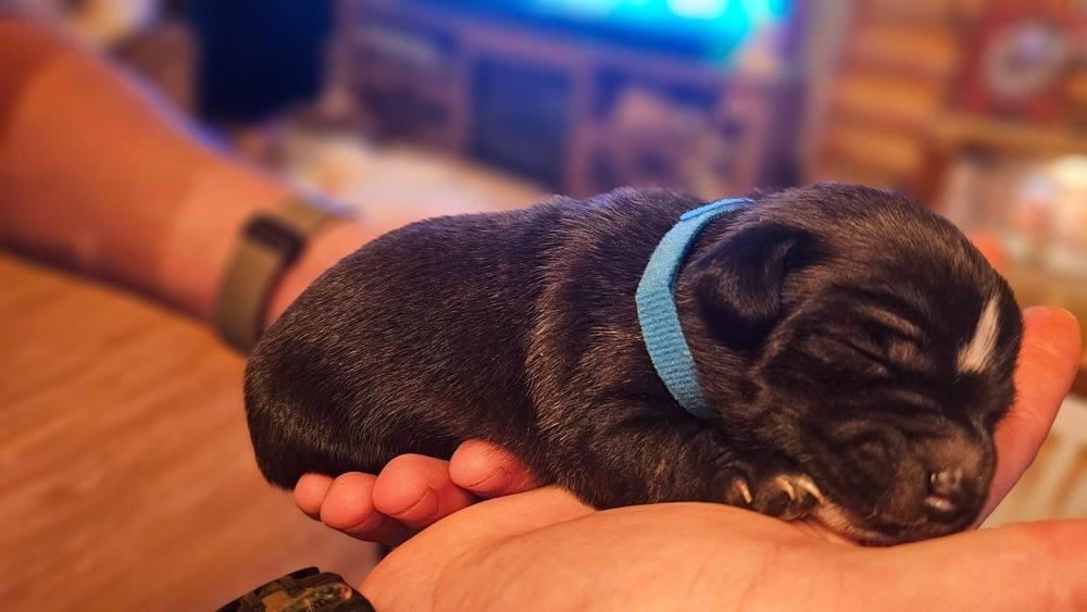 Nature Crew : River, a Adopted mixed breed in Aurora, IN image 2/2