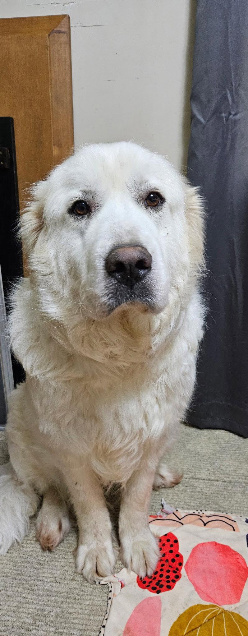 Enlarge Mama, a Adoptable Great Pyrenees in Croydon, NH image 1/2