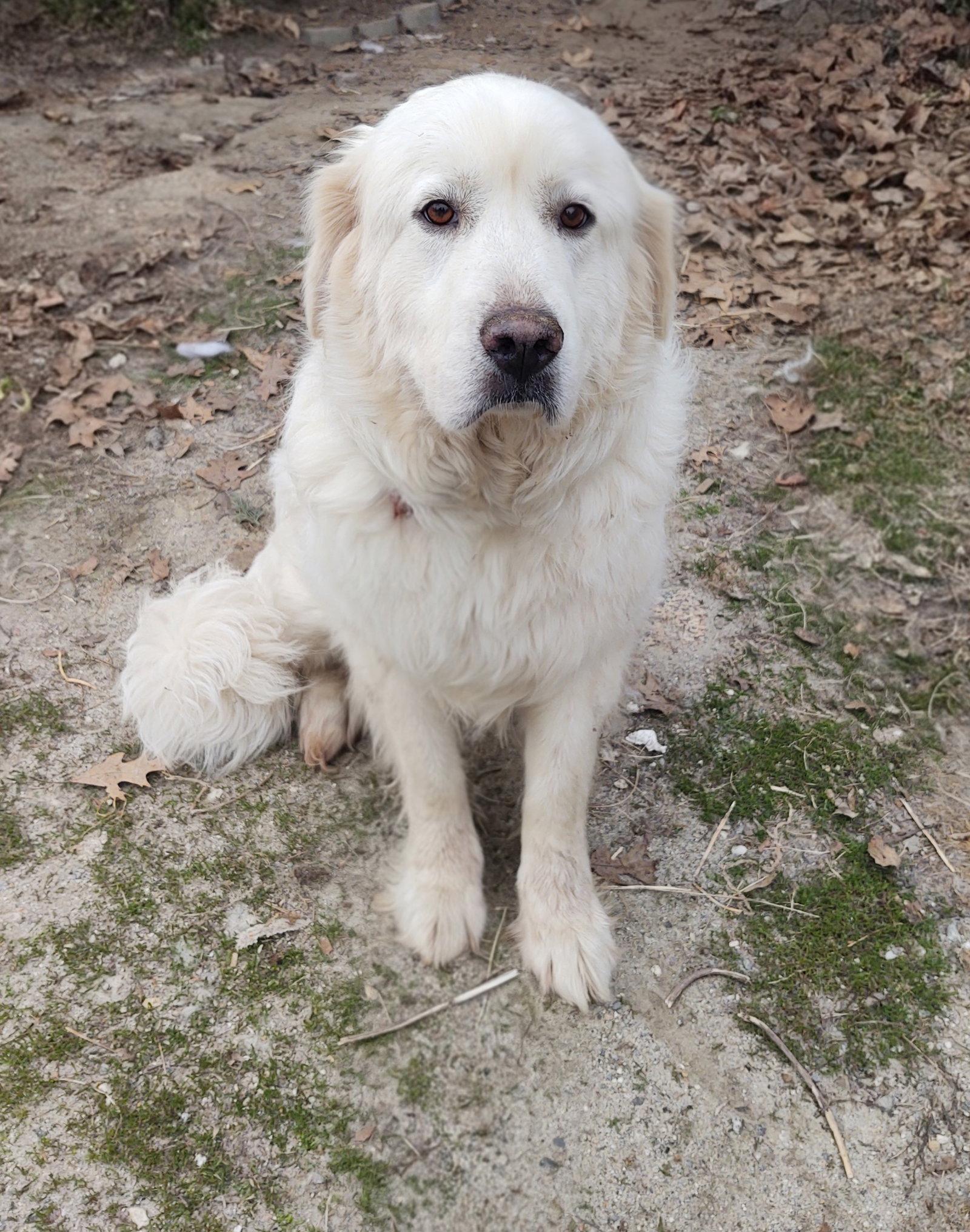 Enlarge Mama, a Adoptable Great Pyrenees in Croydon, NH image 2/2