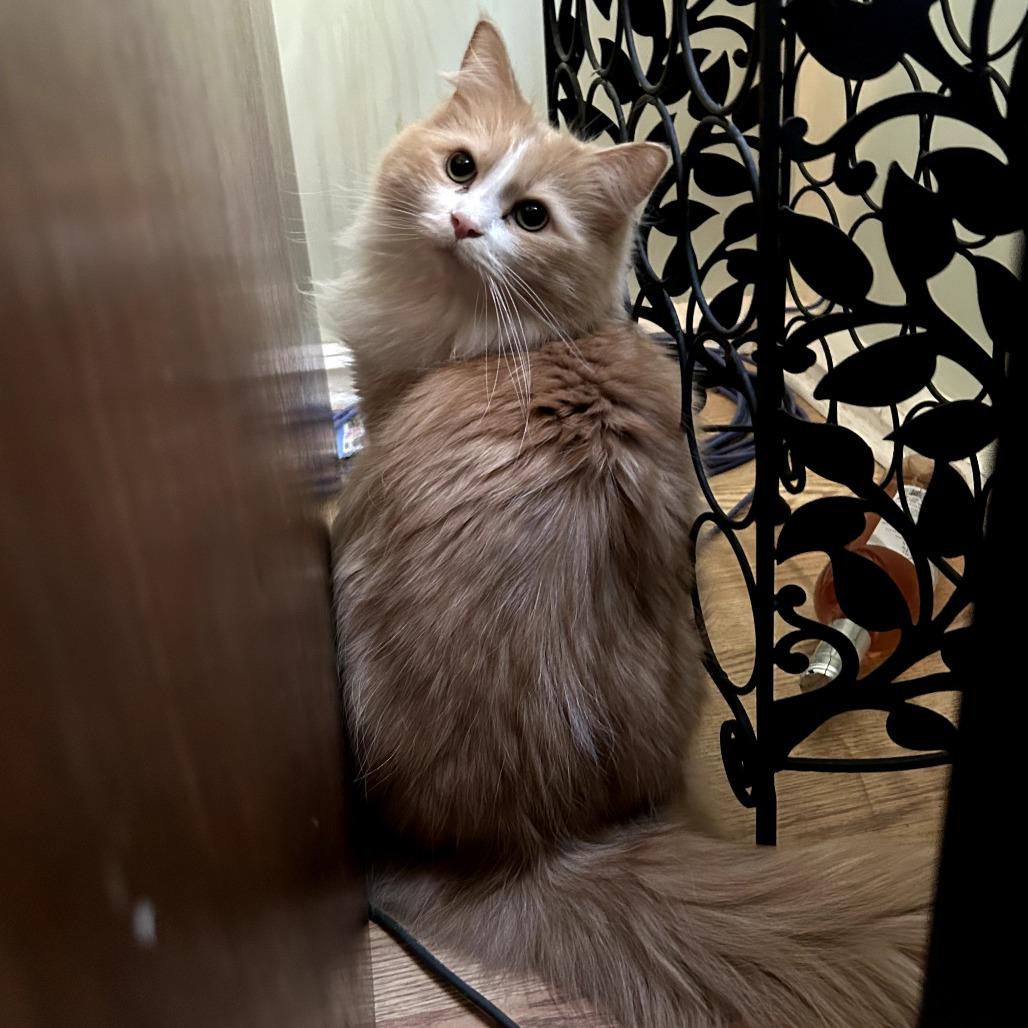 Apollo — thumbnail 2