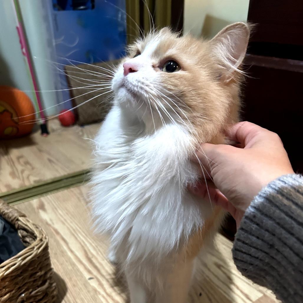 Apollo — thumbnail 3