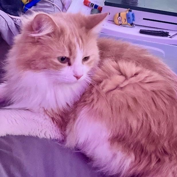 Apollo — thumbnail 4