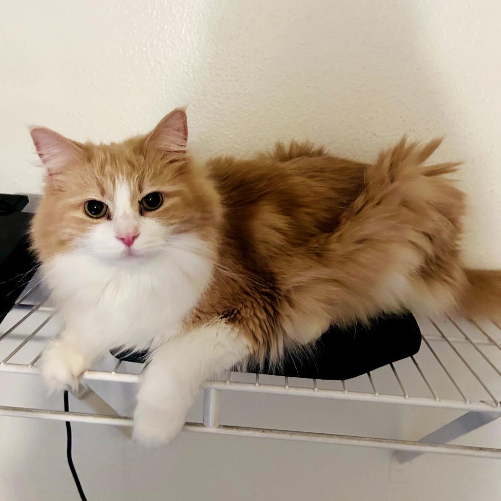 Apollo — thumbnail 5