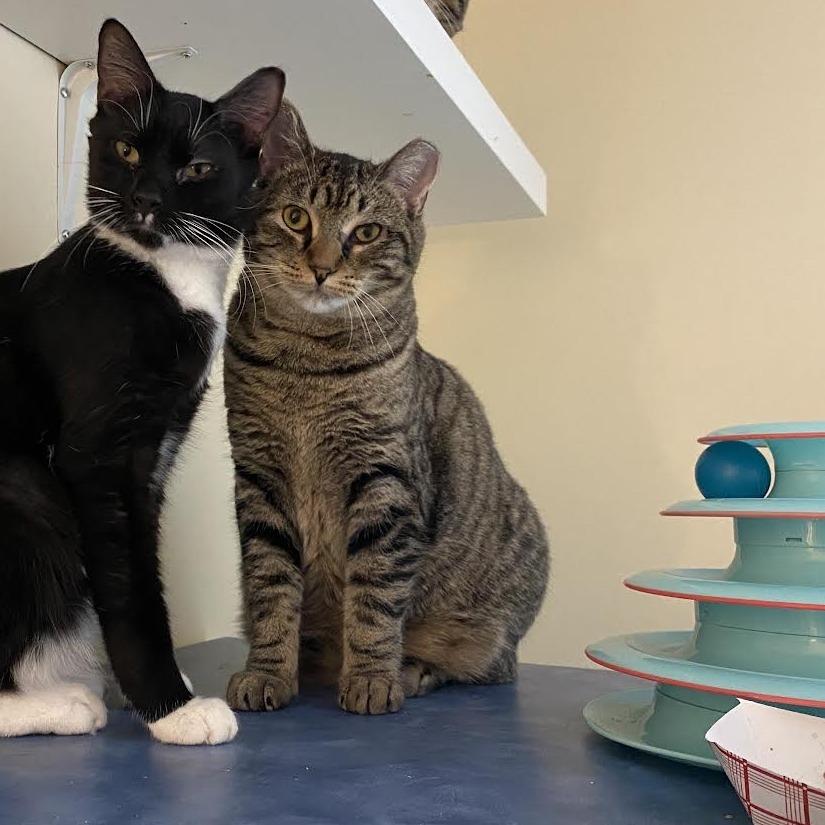 Enlarge Joy, a Adoptable Domestic Short Hair in Salisbury, MA image 1/3