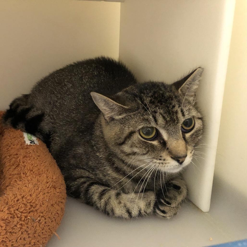 Enlarge Joy, a Adoptable Domestic Short Hair in Salisbury, MA image 2/3