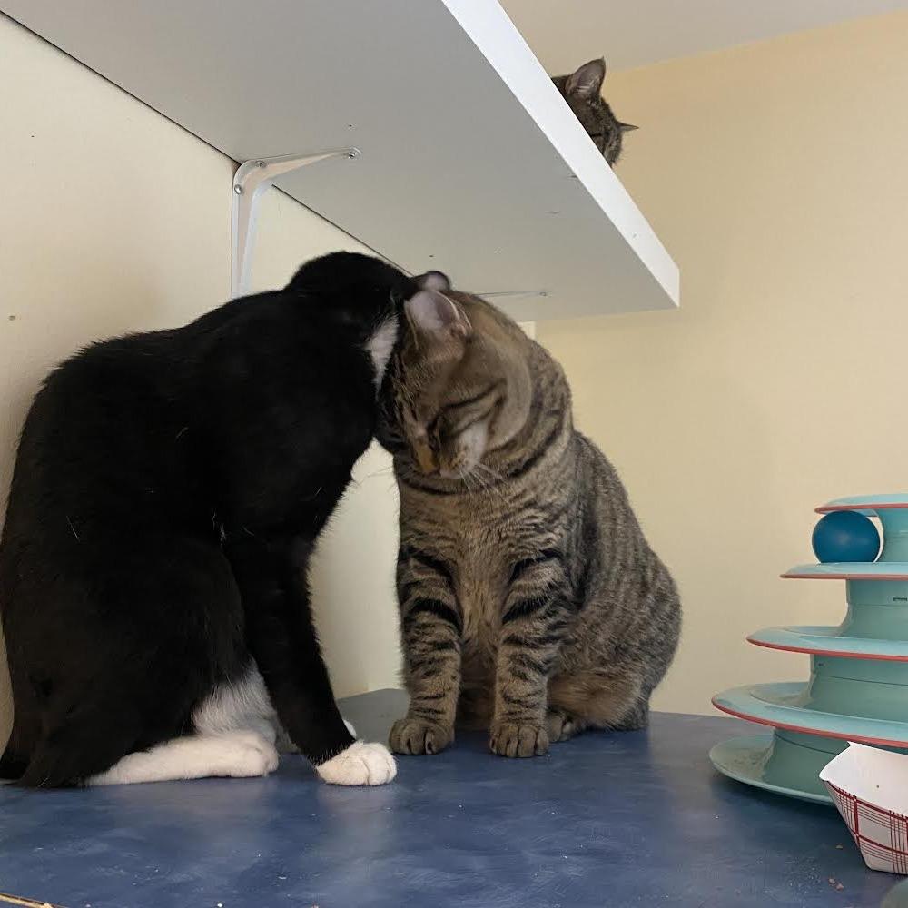Enlarge Joy, a Adoptable Domestic Short Hair in Salisbury, MA image 3/3