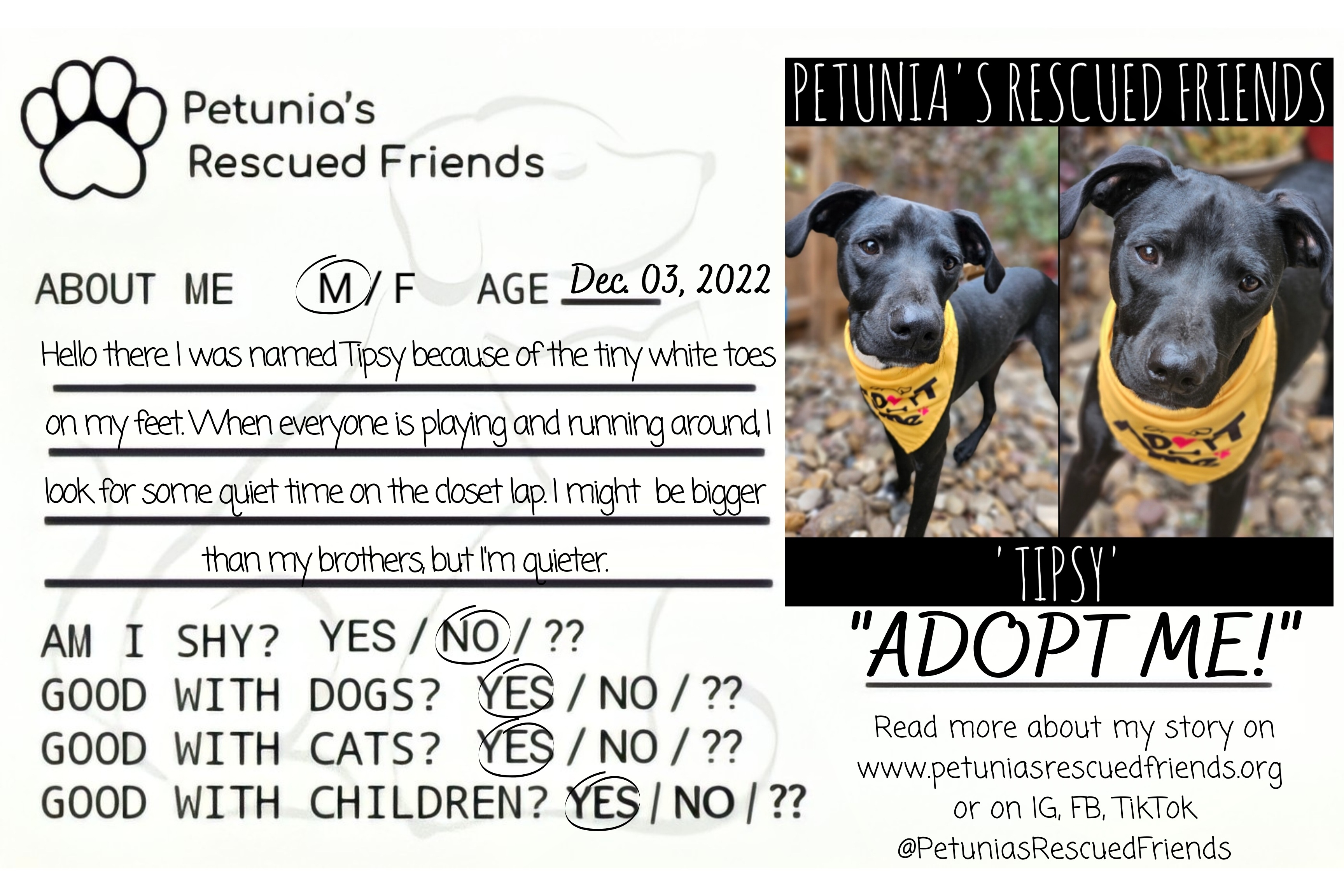 Enlarge Tipsy, a Adoptable Terrier in Castroville, TX image 2/2