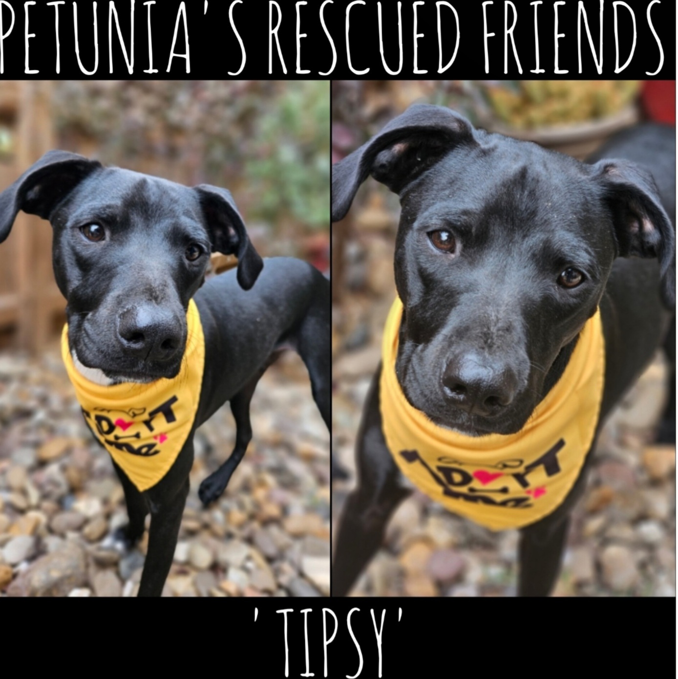 Enlarge Tipsy, a Adoptable Terrier in Castroville, TX image 1/2