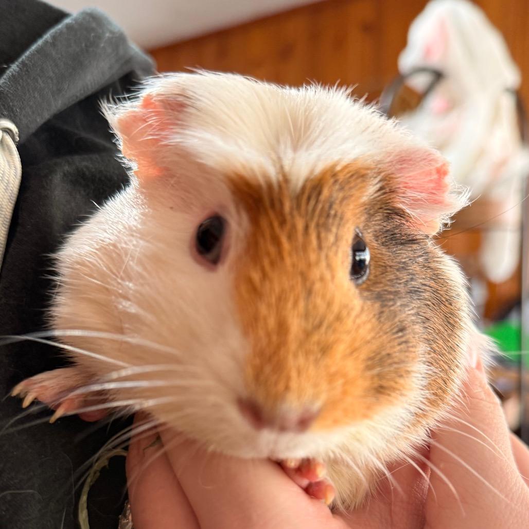 Mia, Adoptable, Young Female Guinea Pig.