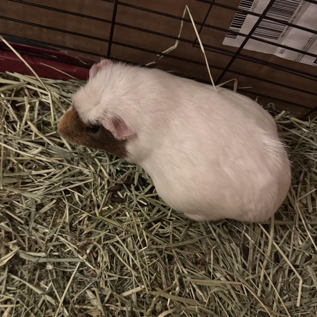 Enlarge Mama, a Adoptable Guinea Pig in Winston-Salem, NC image 1/1