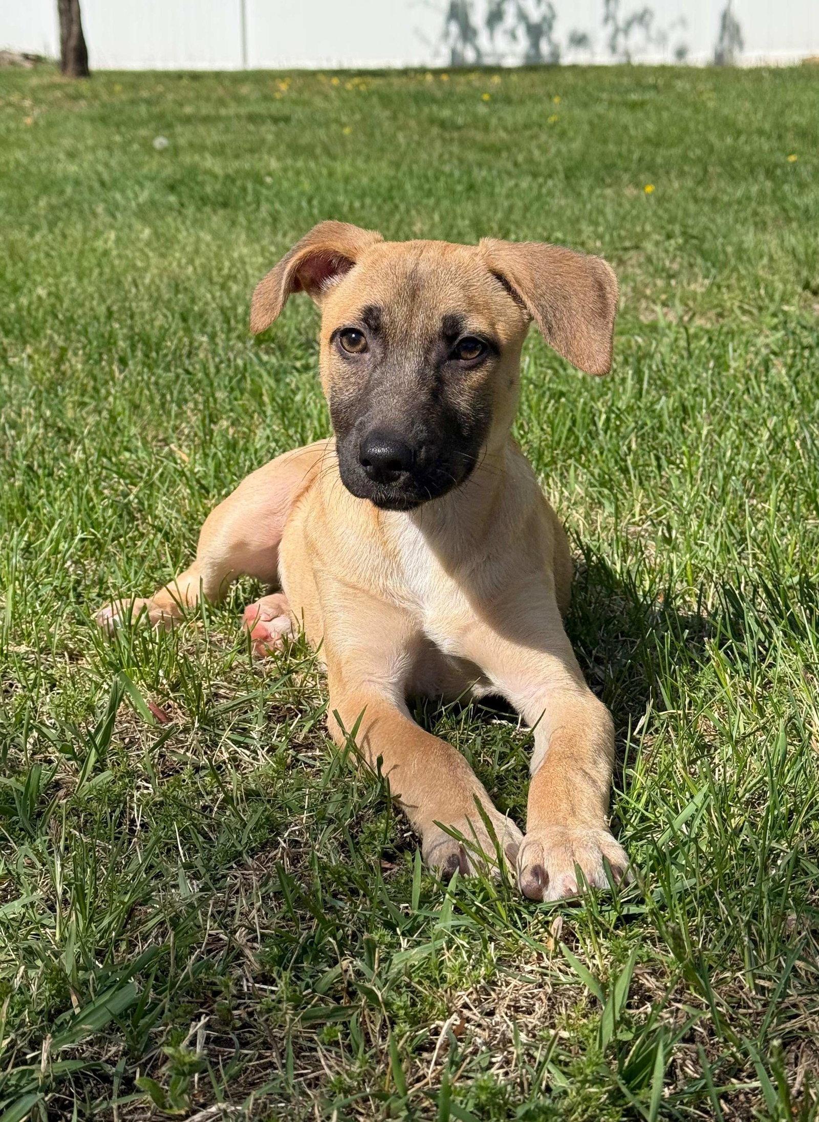 Kelsey, Adoptable, Puppy Female Hound.
