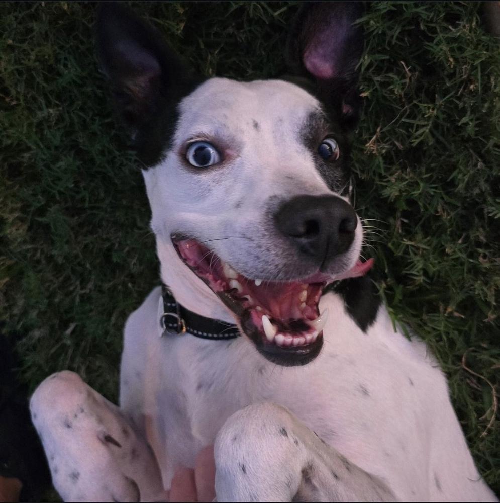 Enlarge Pegasus, a Adoptable mixed breed in St. Petersburg, FL image 1/6