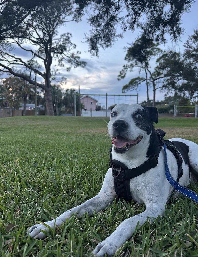 Pegasus, Adoptable, Young Male Pointer & Labrador Retriever.
