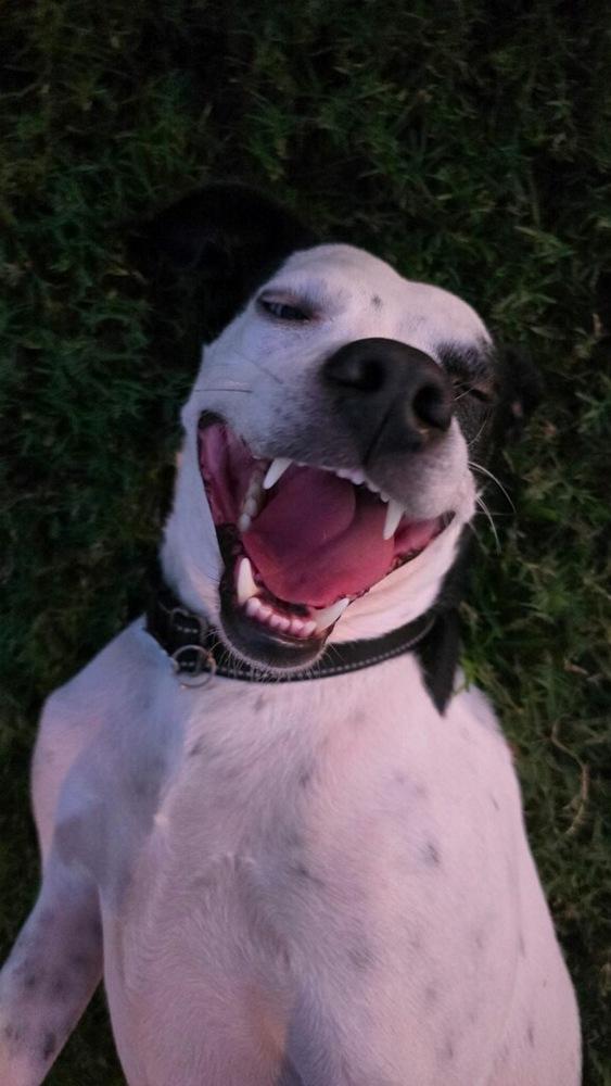 Enlarge Pegasus, a Adoptable mixed breed in St. Petersburg, FL image 3/6