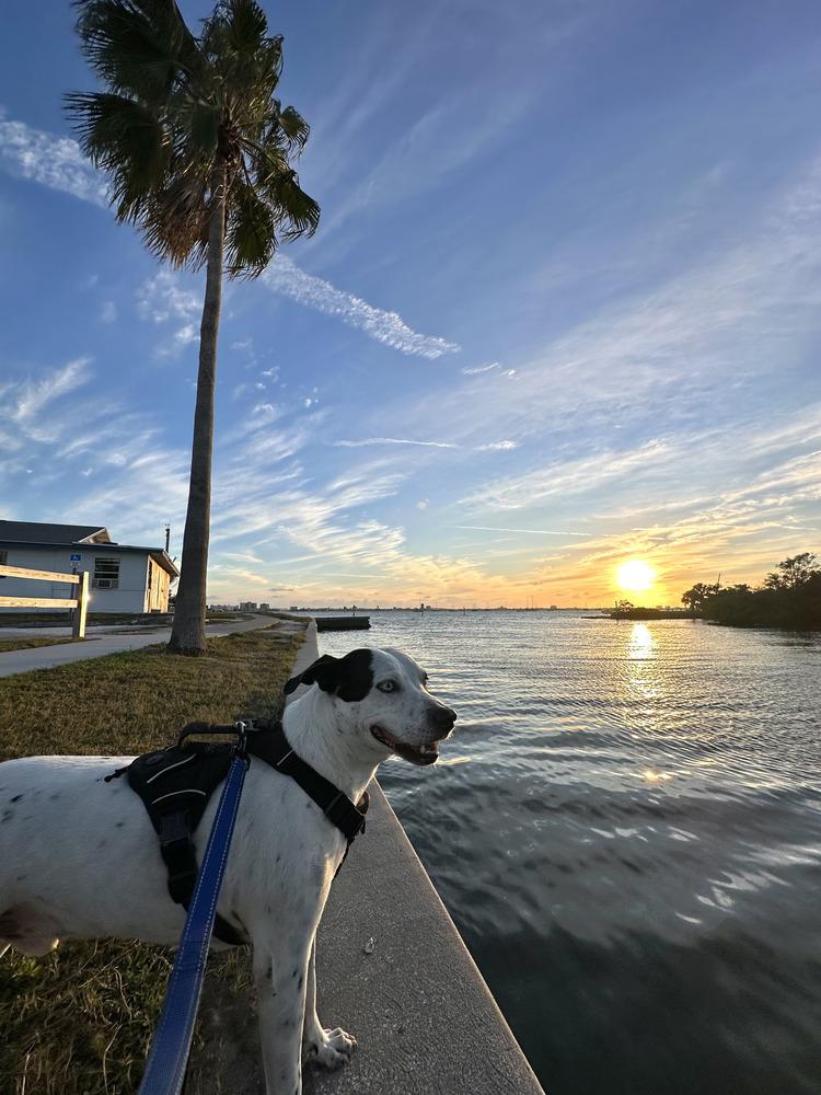 Enlarge Pegasus, a Adoptable mixed breed in St. Petersburg, FL image 3/6