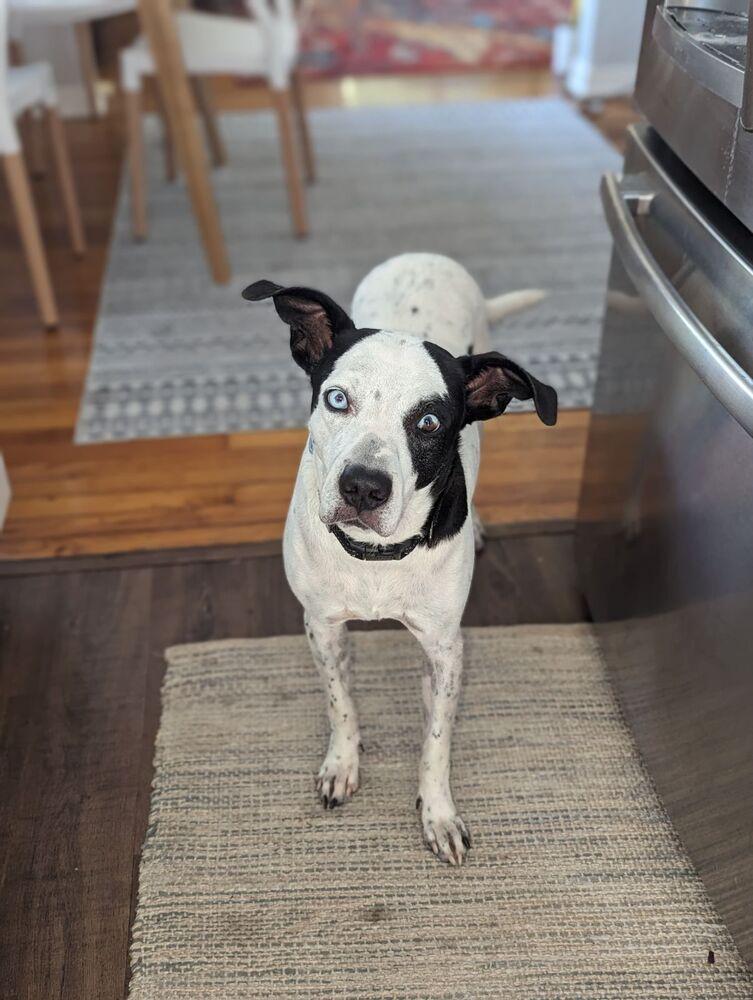 Enlarge Pegasus, a Adoptable mixed breed in St. Petersburg, FL image 6/6