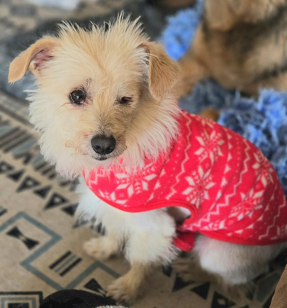 Enlarge Dexter, a Adoptable mixed breed in Bend, OR image 1/4