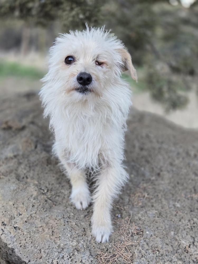 Enlarge Dexter, a Adoptable mixed breed in Bend, OR image 2/4