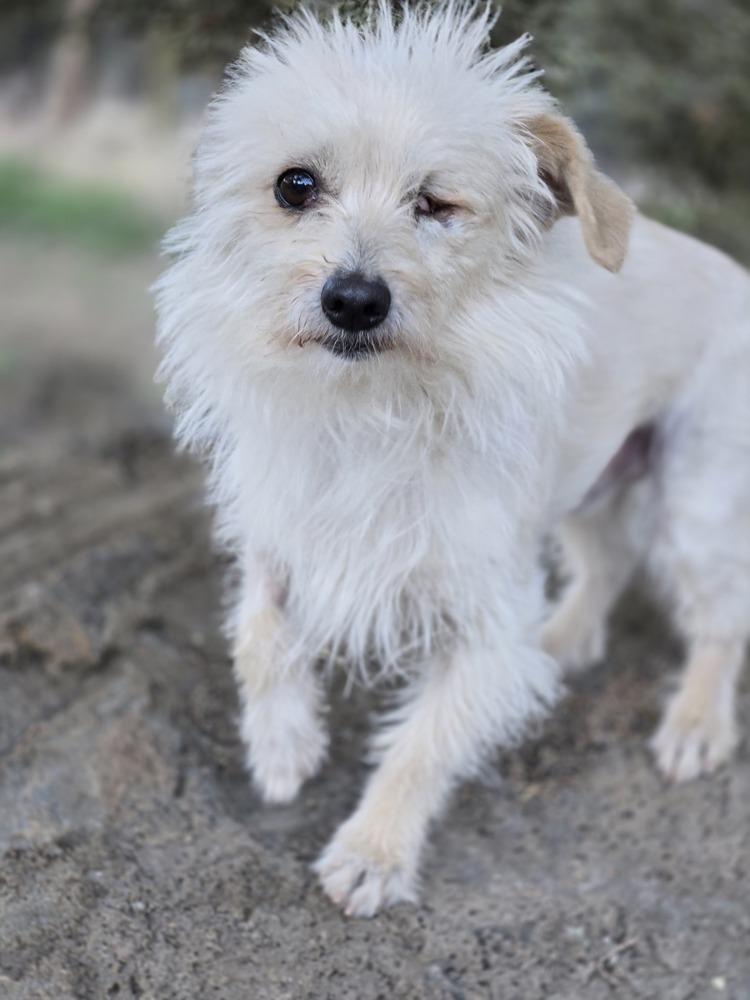 Enlarge Dexter, a Adoptable mixed breed in Bend, OR image 3/4