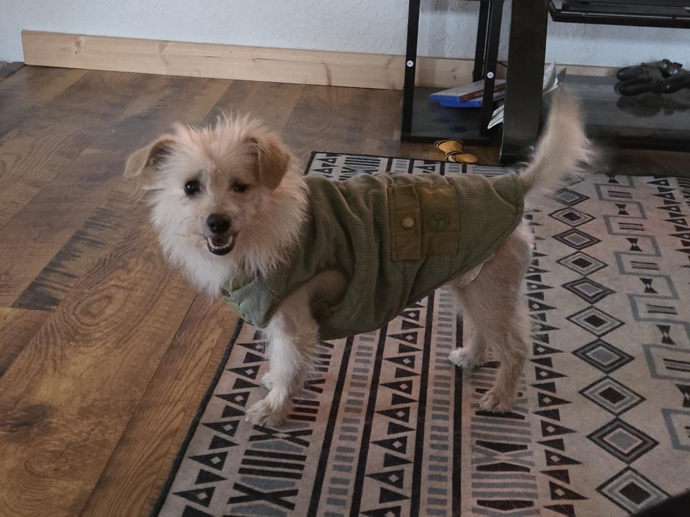 Enlarge Dexter, a Adoptable mixed breed in Bend, OR image 4/4