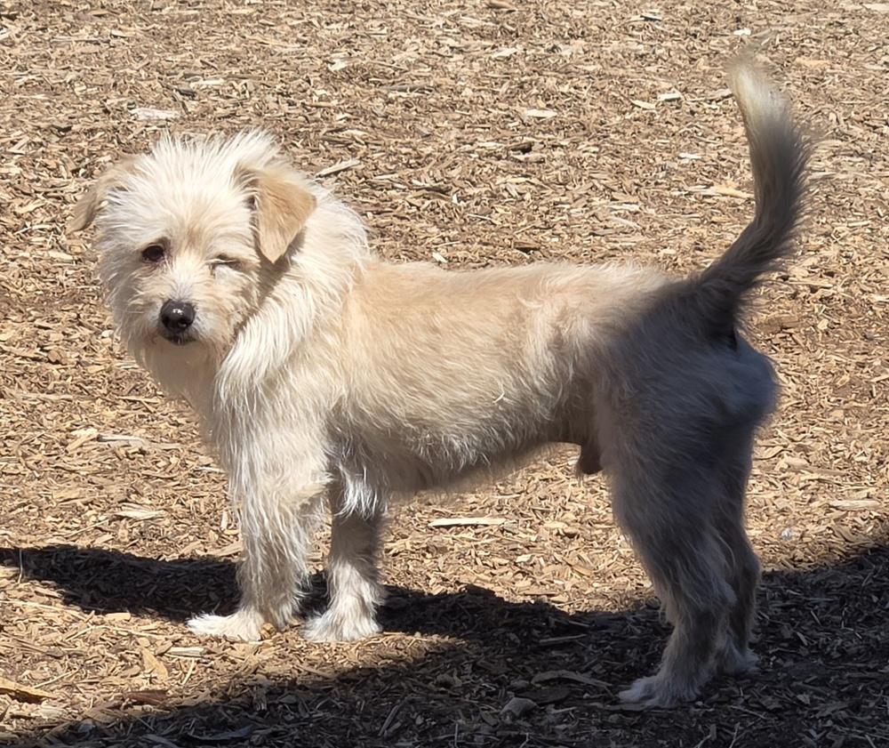 Dexter, a Adoptable mixed breed in Bend, OR image 5/5