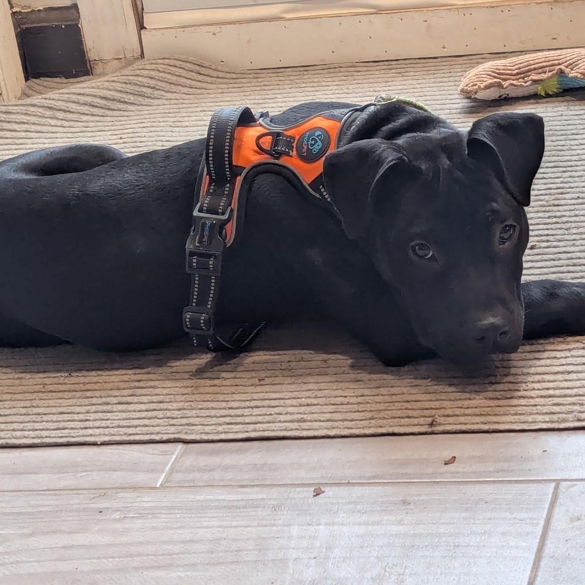 Enlarge Midnight , a ADOPTABLE mixed breed in Medford, NY image 1/5