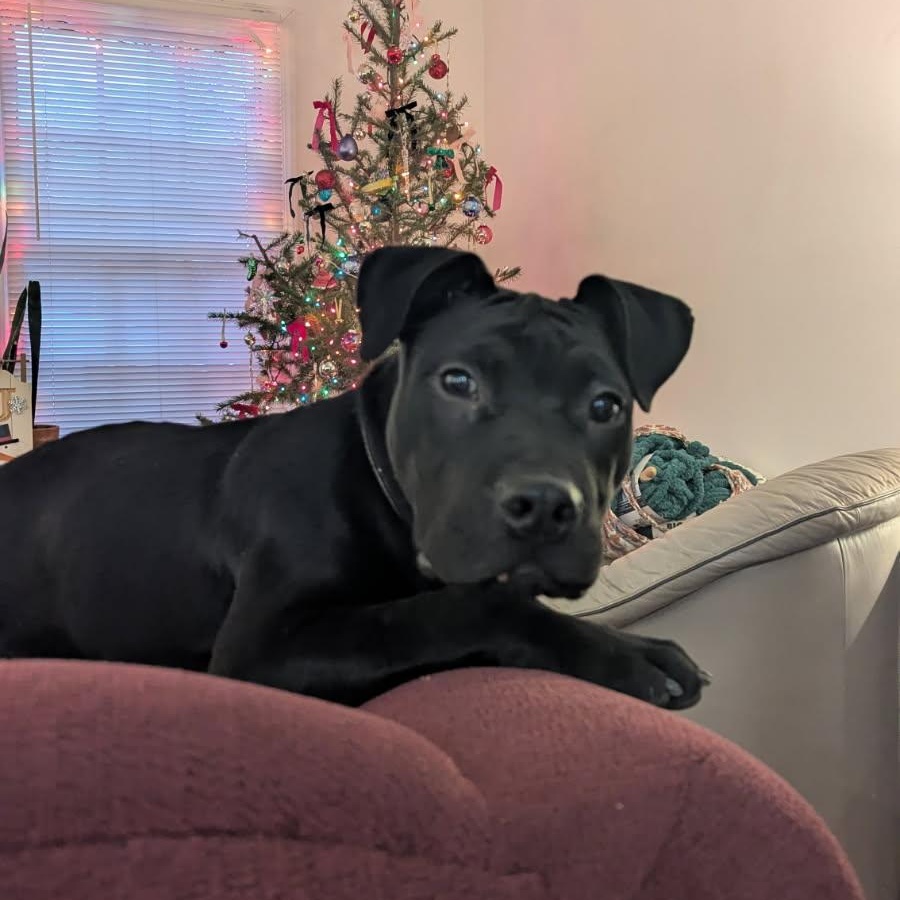 Enlarge Midnight , a ADOPTABLE mixed breed in Medford, NY image 2/5