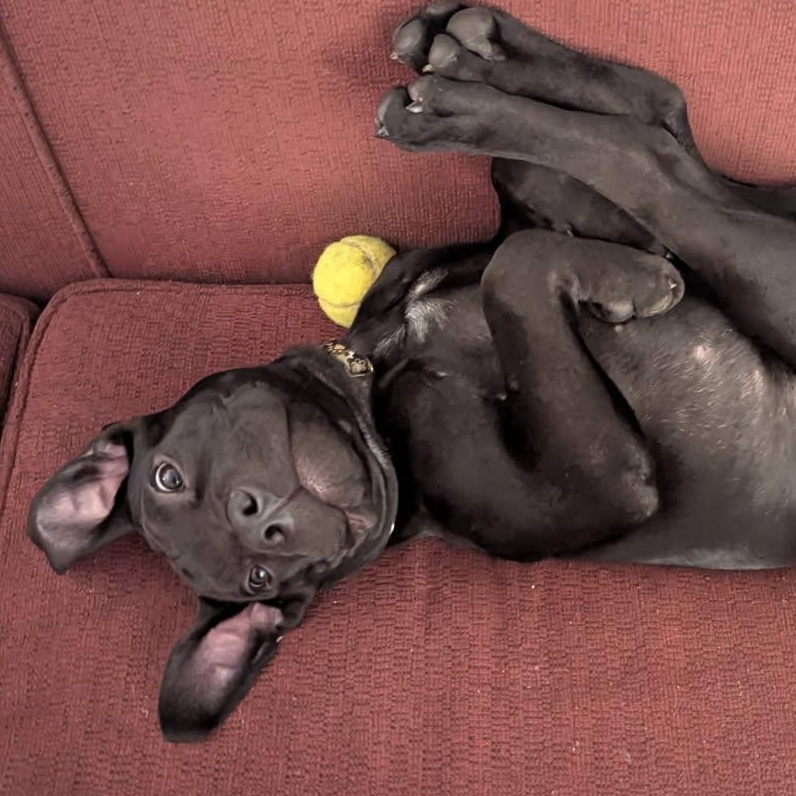 Enlarge Midnight , a ADOPTABLE mixed breed in Medford, NY image 3/5