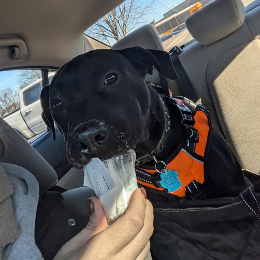 Enlarge Midnight , a ADOPTABLE mixed breed in Medford, NY image 4/5