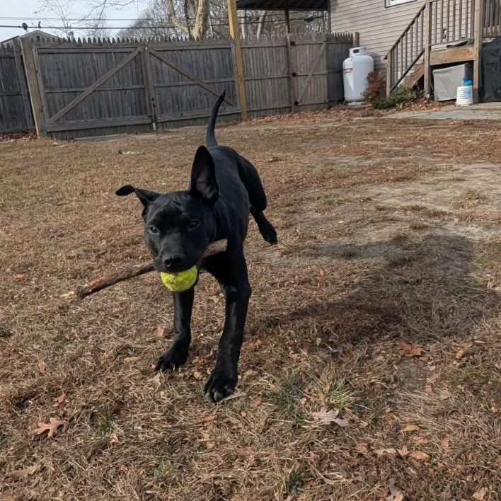 Enlarge Midnight , a ADOPTABLE mixed breed in Medford, NY image 5/5