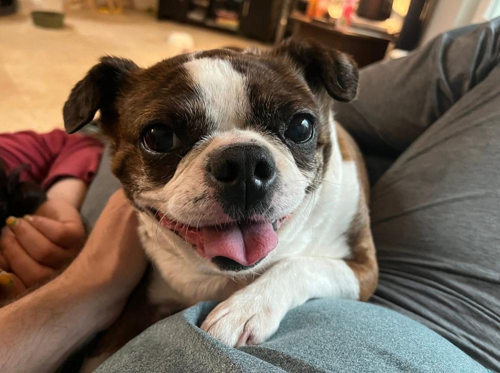 Frankie Hewey - 4259 Florida, a Adoptable Boston Terrier in Maryville, TN image 4/5