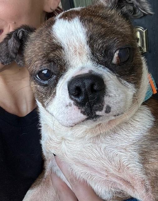 Frankie Hewey - 4259 Florida, a Adoptable Boston Terrier in Maryville, TN image 5/5