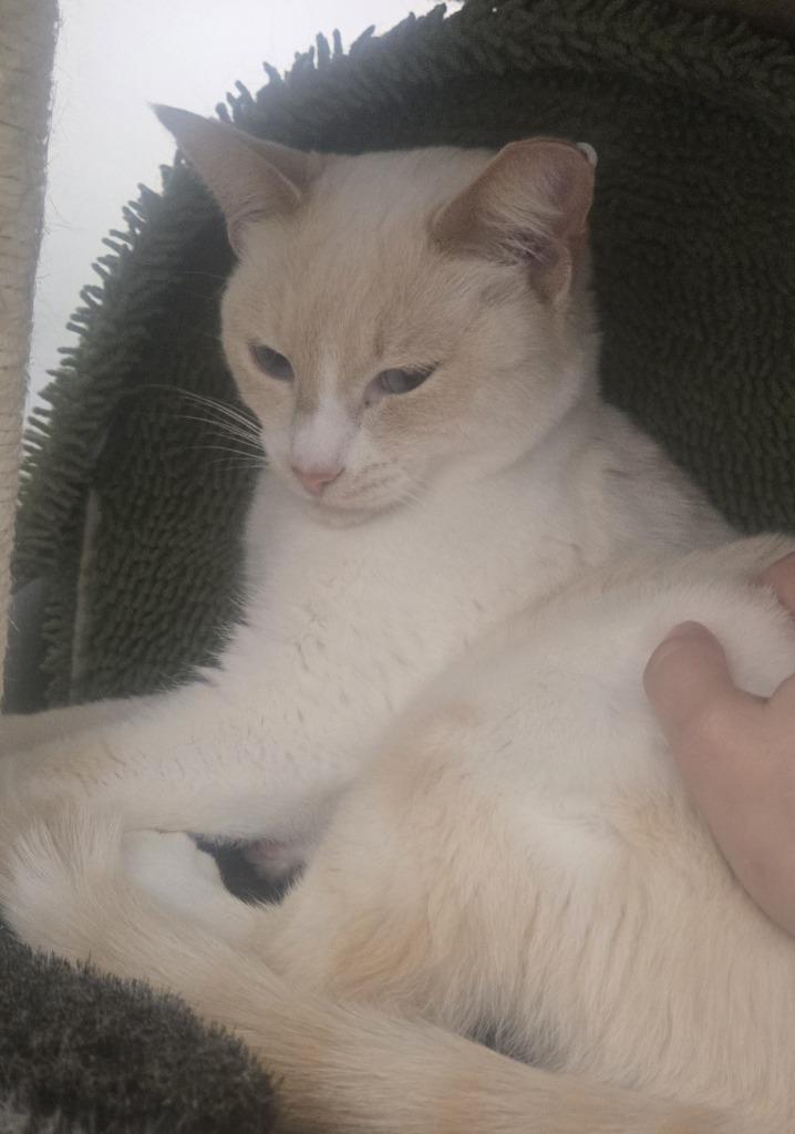 Frankie, Adoptable, Adult Female Domestic Short Hair.