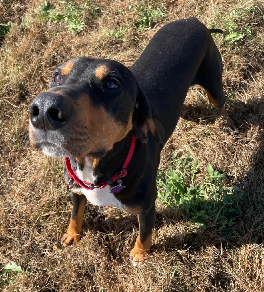 Enlarge Copper, a Adoptable Hound in Spooner, WI image 4/5