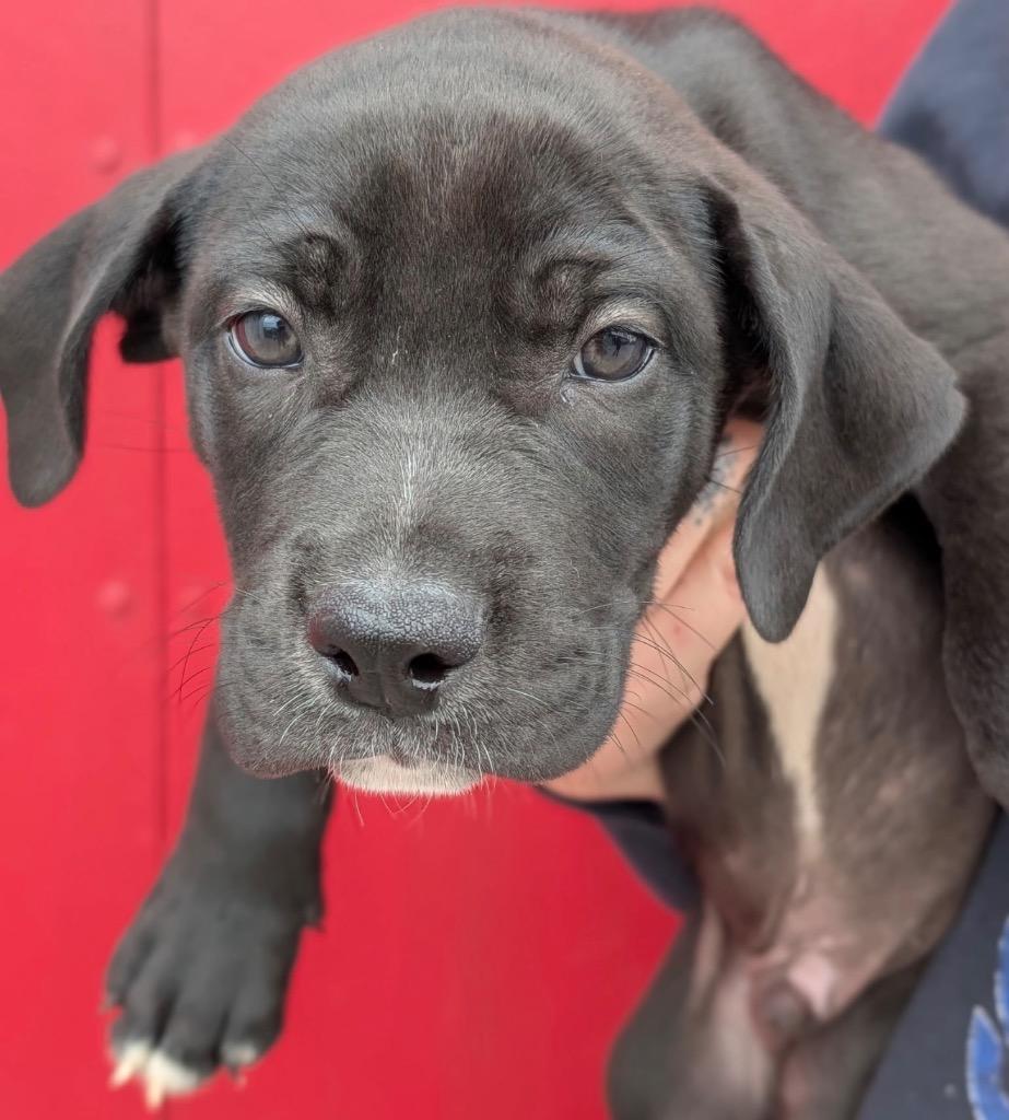 Enlarge Sawyer, a Adoptable mixed breed in Defiance, OH image 1/3