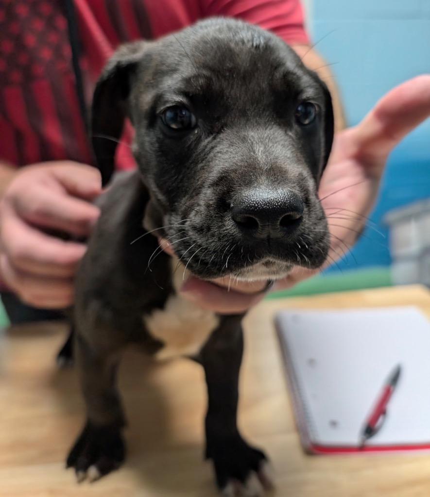 Enlarge Sawyer, a Adoptable mixed breed in Defiance, OH image 2/3