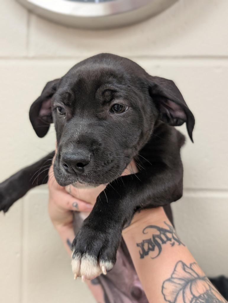 Enlarge Sawyer, a Adoptable mixed breed in Defiance, OH image 3/3