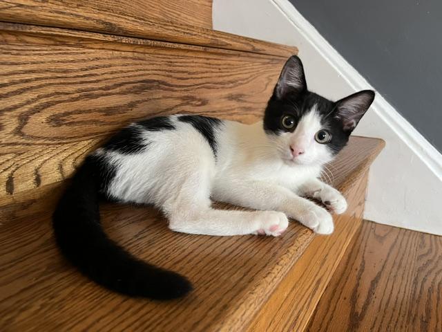 Enlarge Oreo & JoJo Grey, an adopted Domestic Short Hair in Philadelphia, PA image 3/3