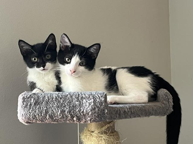 Oreo & JoJo Grey, adopted, Kitten Male Domestic Short Hair.