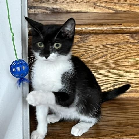 Enlarge Oreo & JoJo Grey, an adopted Domestic Short Hair in Philadelphia, PA image 2/3