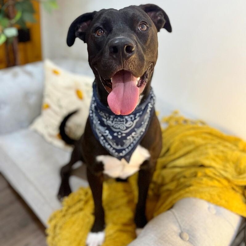 Mack McWiggles your Happy Bestie — thumbnail 4