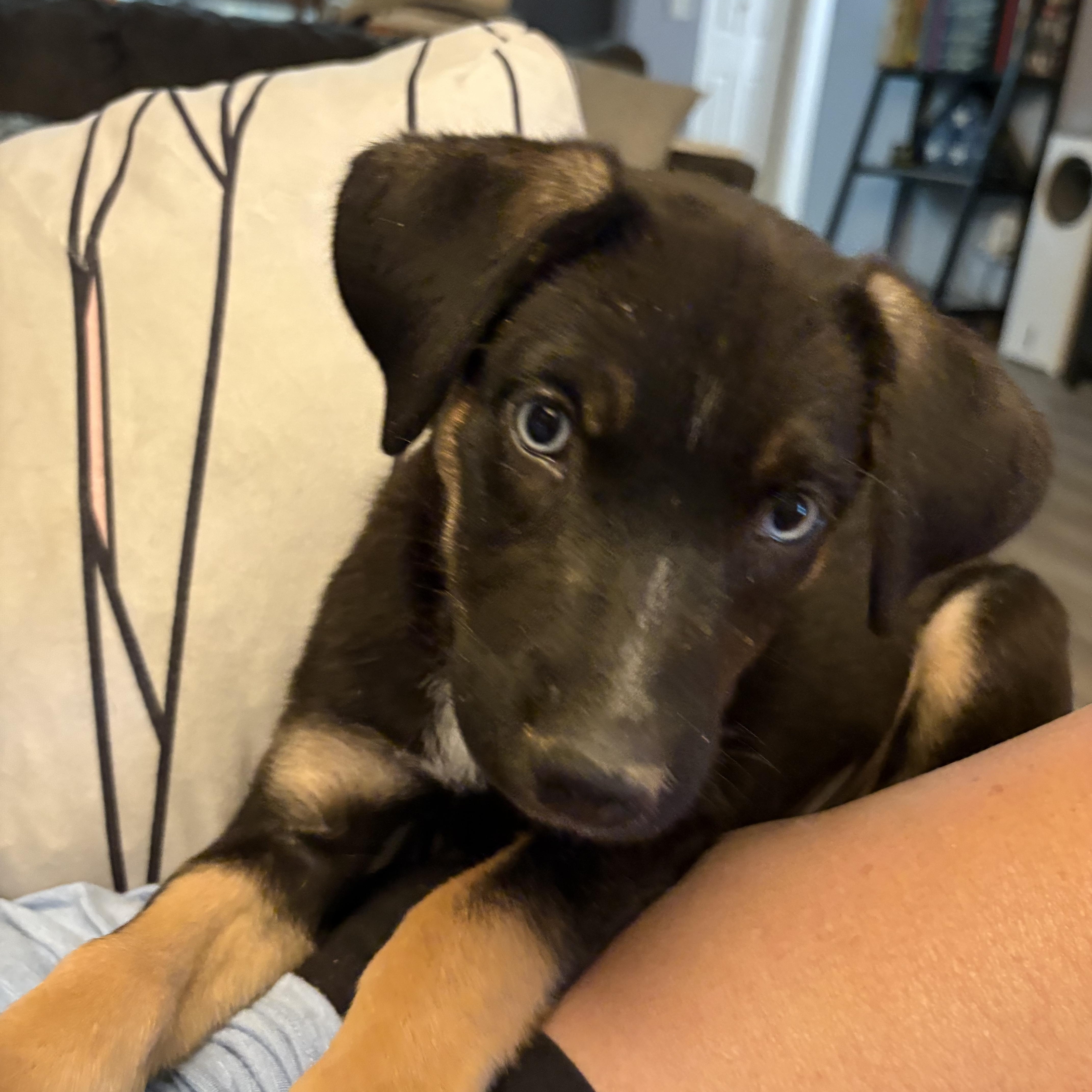 Shelby, a ADOPTABLE mixed breed in Gilbert, AZ image 3/5
