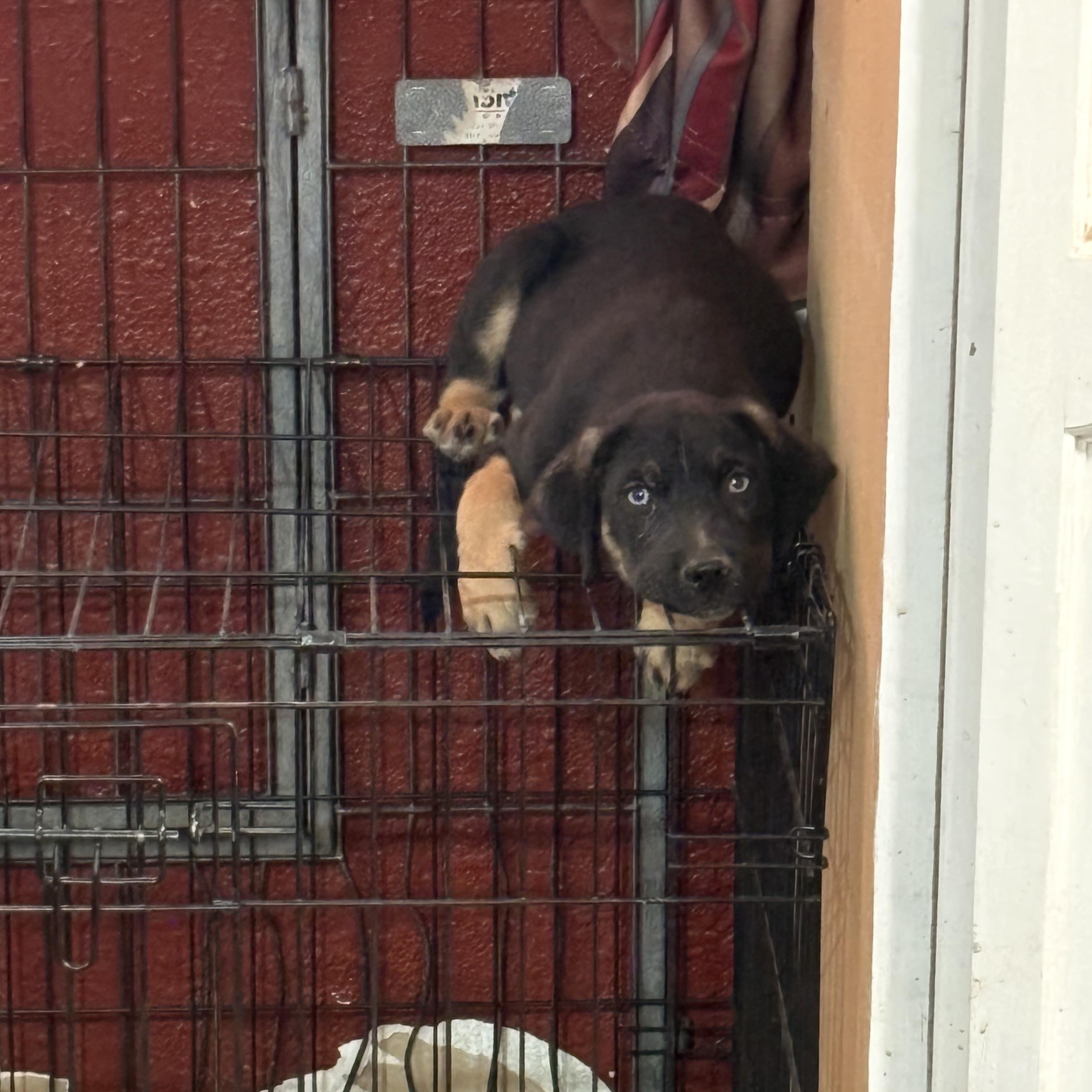 Shelby, a ADOPTABLE mixed breed in Gilbert, AZ image 4/5