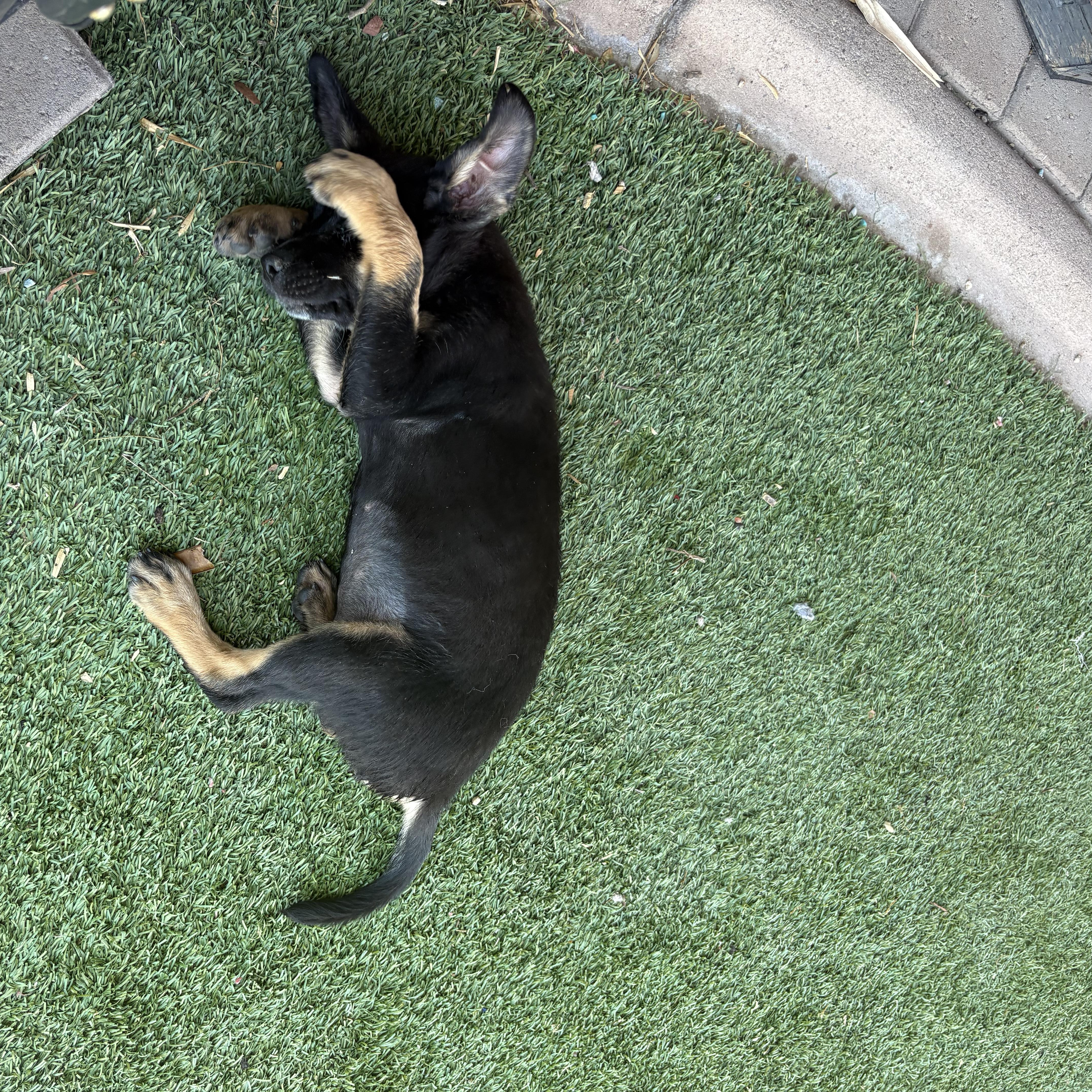 Shelby, a ADOPTABLE mixed breed in Gilbert, AZ image 5/5