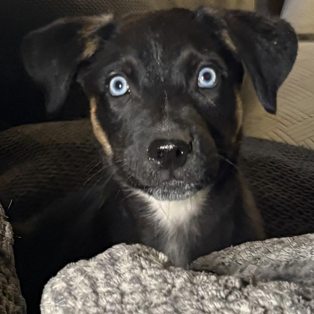 Shelby, ADOPTABLE, Puppy Female Shepherd.
